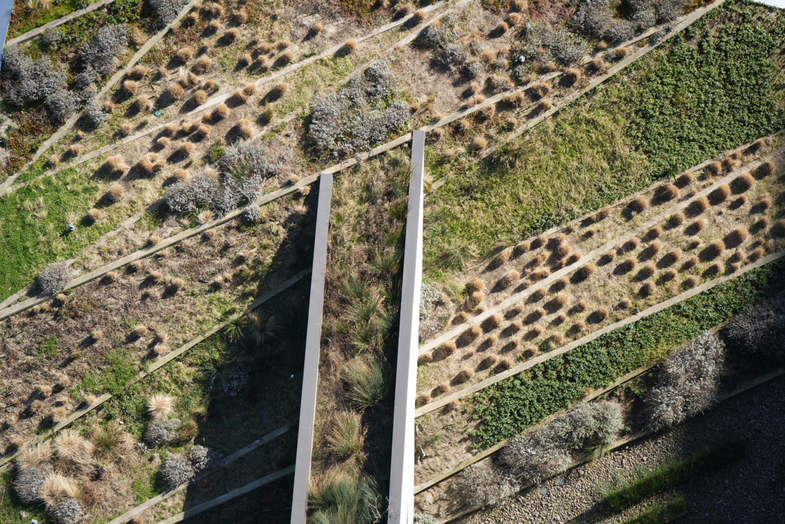 Aerial view of terraced planting on a green roof